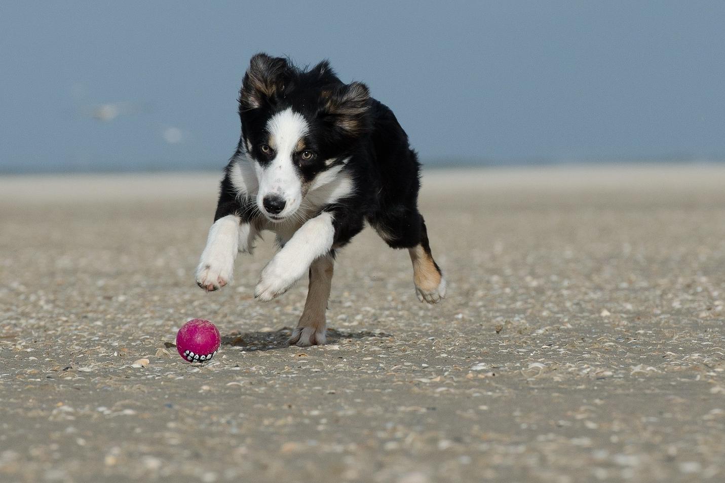 Hund am Strand mit Ball
