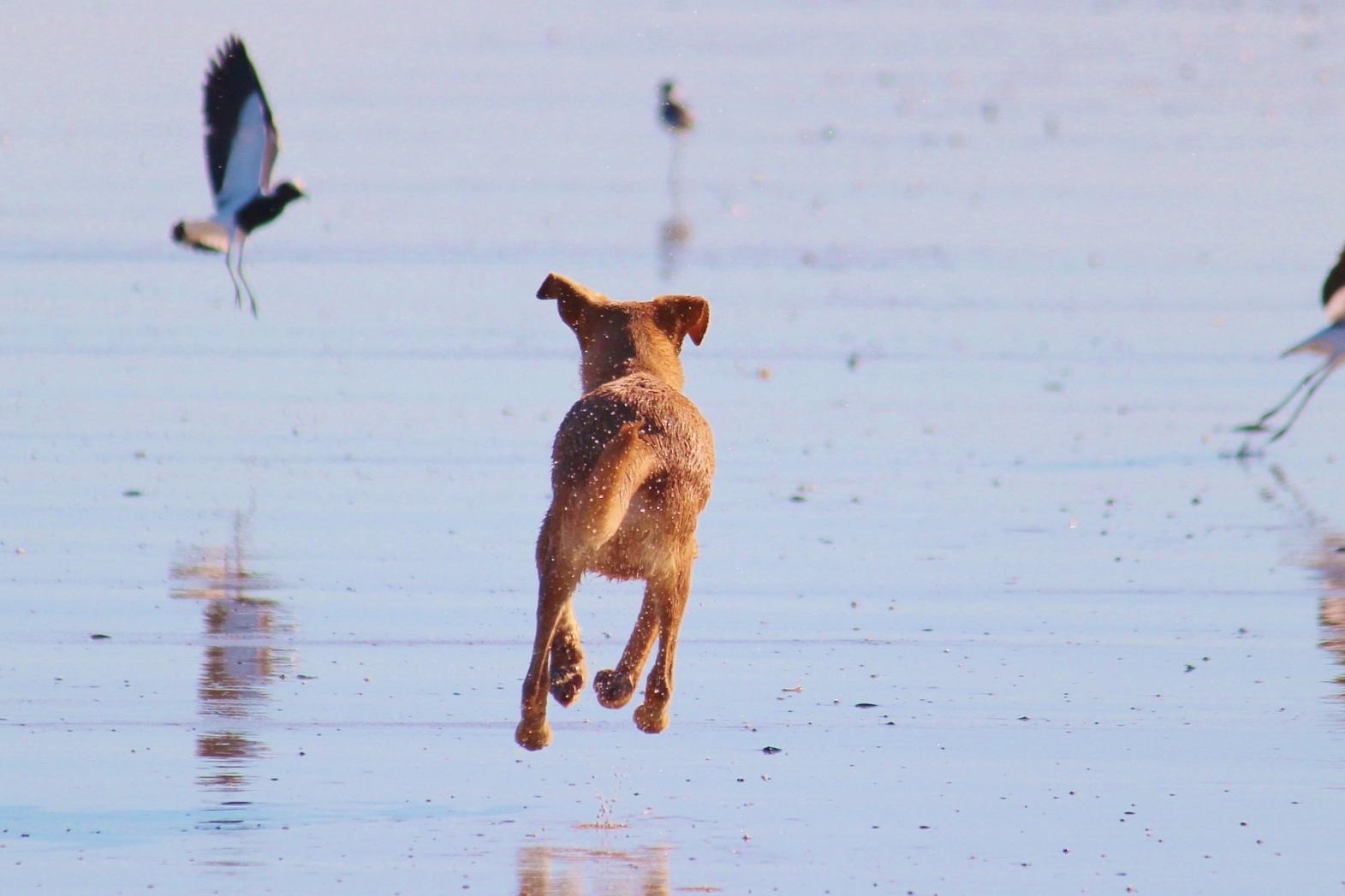 Hund jagt Wasservögeln hinterher