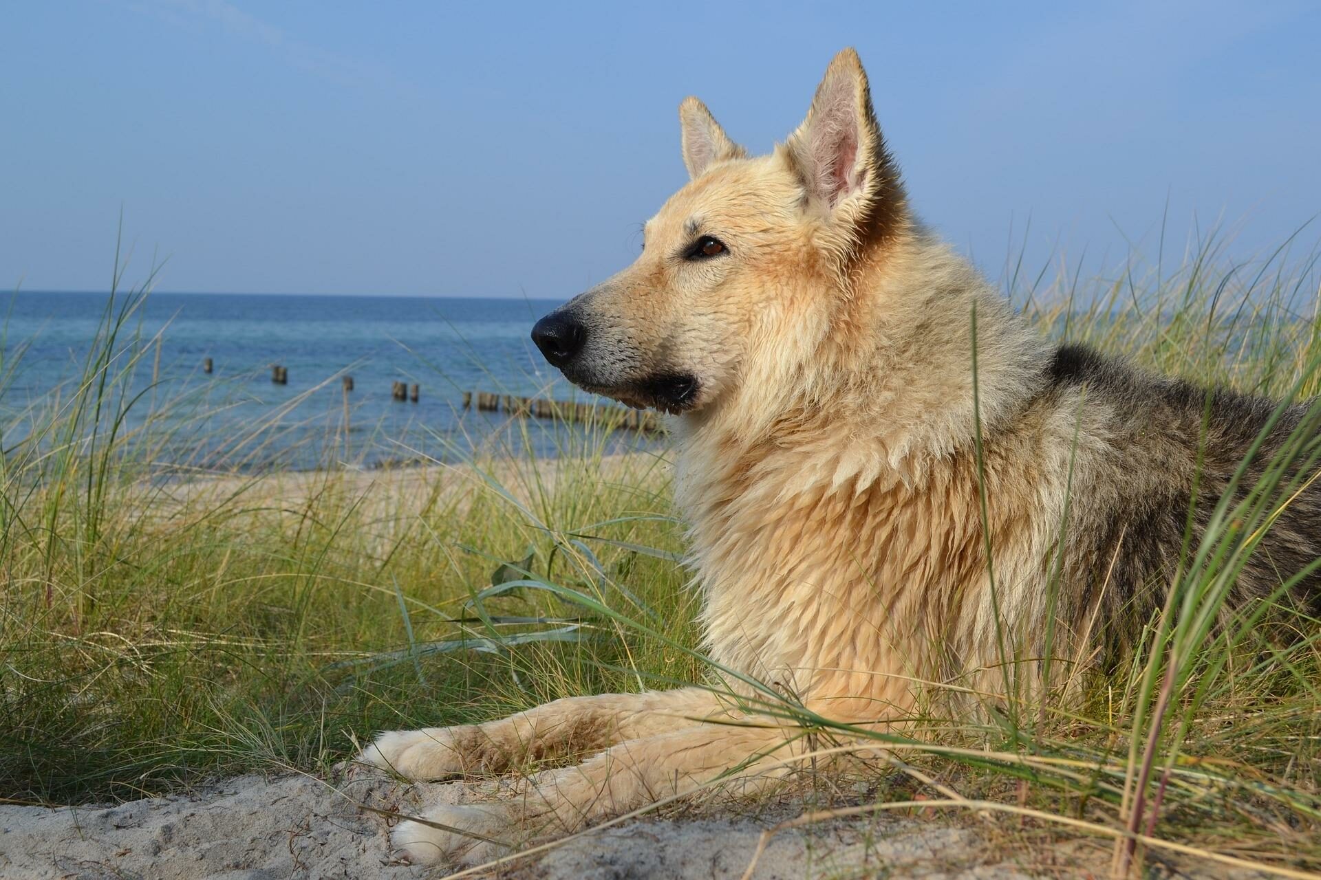 Hund am Strand in den Dünen